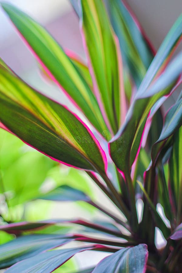 Hem- växt i en kruka - dracaena med ljusa sidor royaltyfri fotografi Hem- växt i en kruka - dracaena med ljusa sidor royaltyfri fotografi