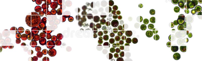 Hematococcus pluvialis green och cystalger i mikroskopisk vy hematocysta aktiv och restceller starka antioxidanter royaltyfri illustrationer