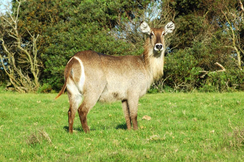 Hembra de Waterbuck imagen de archivo libre de regalías
