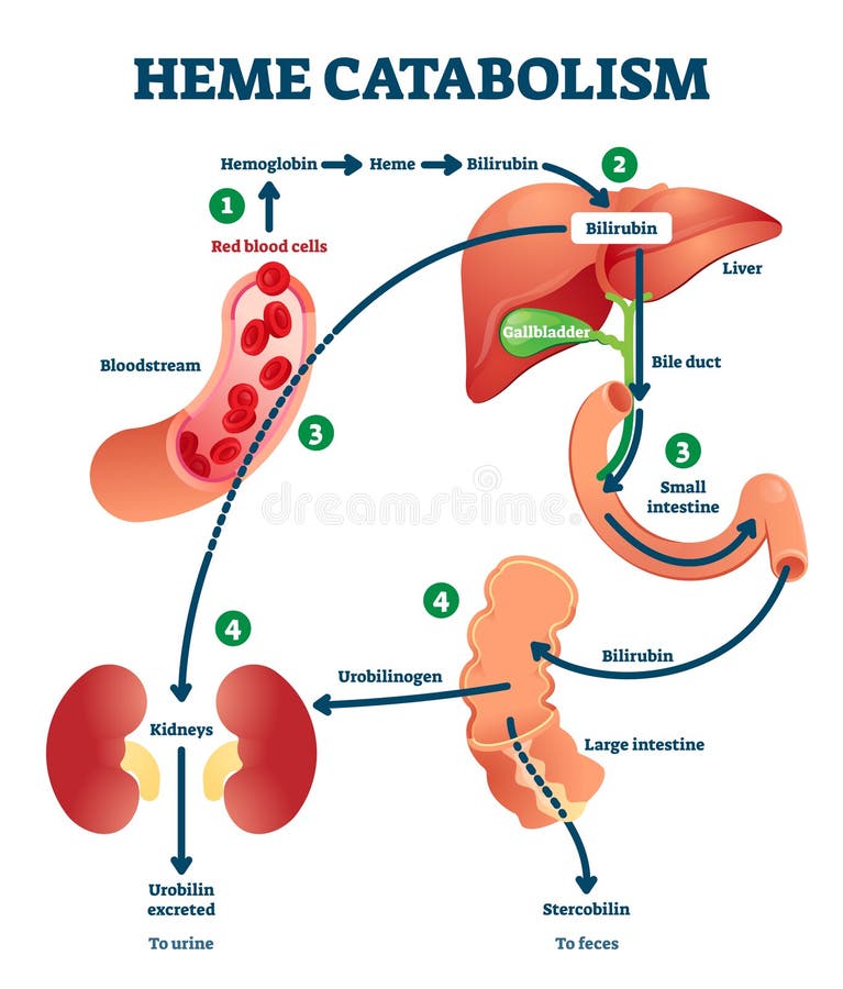 Heme catabolism vector illustration. Labeled chemical blood reaction scheme