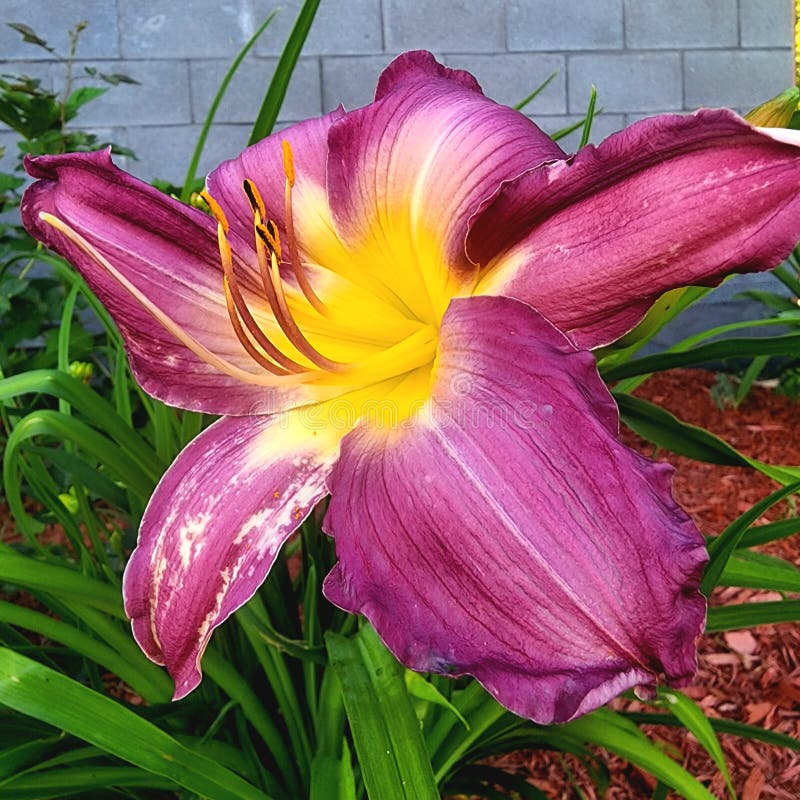 Hemerocalle Flower Lys Quebec Stock Image Image of leaf, qubec 251251379