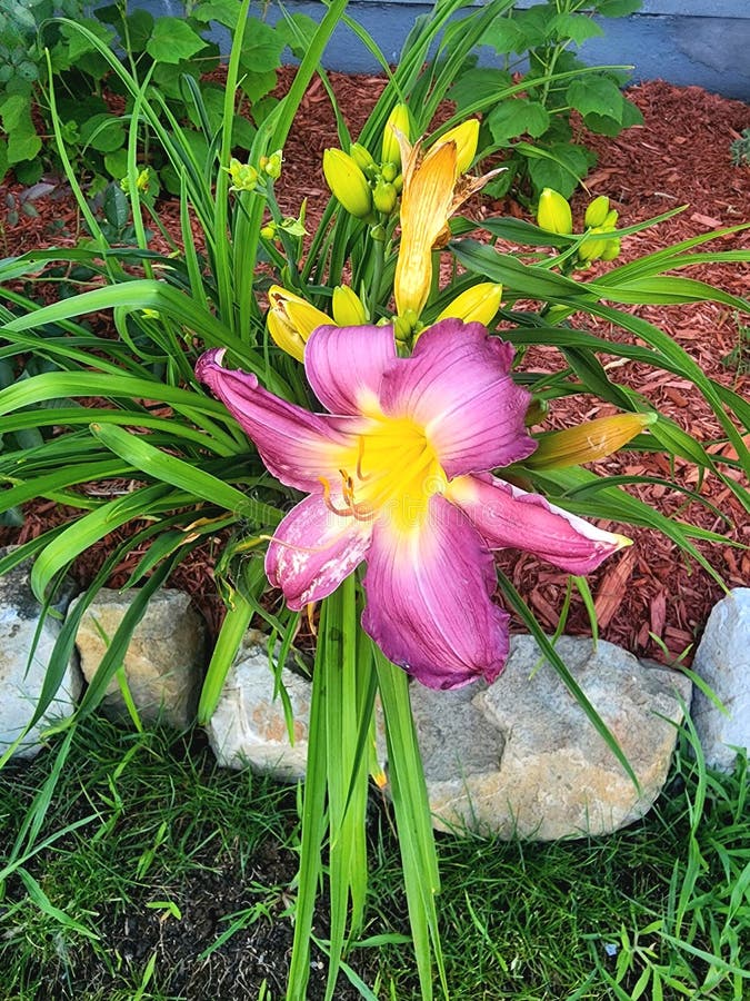 Hemerocalle Flower Lys Quebec Stock Photo Image of leaf, produce
