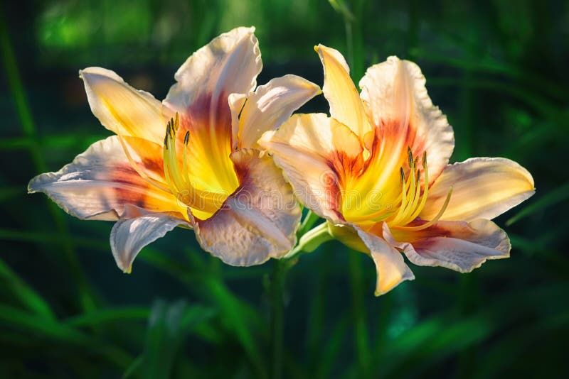 Two flowers of a peach-colored daylily with yellow and red, illuminated by sunset sunlight against a background of dark foliage. Two flowers of a peach-colored daylily with yellow and red, illuminated by sunset sunlight against a background of dark foliage