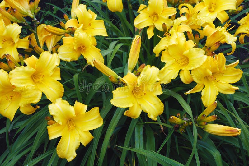 Hemerocallis amarillo, flores del daylily de Dumortieri Morr fotografía de archivo Hemerocallis amarillo, flores del daylily de Dumortieri Morr fotografía de archivo