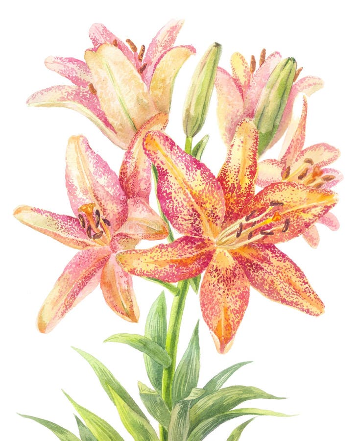 Hemerocallis, day-lily royalty free illustration Hemerocallis, day-lily royalty free illustration