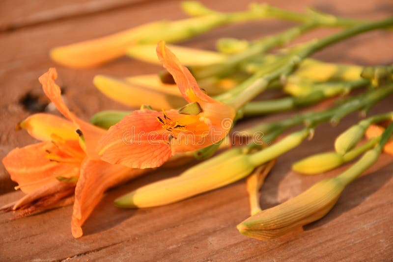 Hemerocallis & x28; Fulva& x29 do Hemerocallis; Flores alaranjadas imagem de stock Hemerocallis & x28; Fulva& x29 do Hemerocallis; Flores alaranjadas imagem de stock