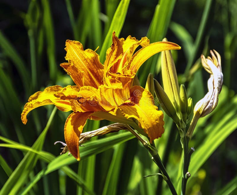Hemerocallis fulva known as orange day-lily, tawny, tiger, railroad, roadside or fulvous daylily, also ditch, outhouse or wash-hou royalty free stock photography Hemerocallis fulva known as orange day-lily, tawny, tiger, railroad, roadside or fulvous daylily, also ditch, outhouse or wash-hou royalty free stock photography
