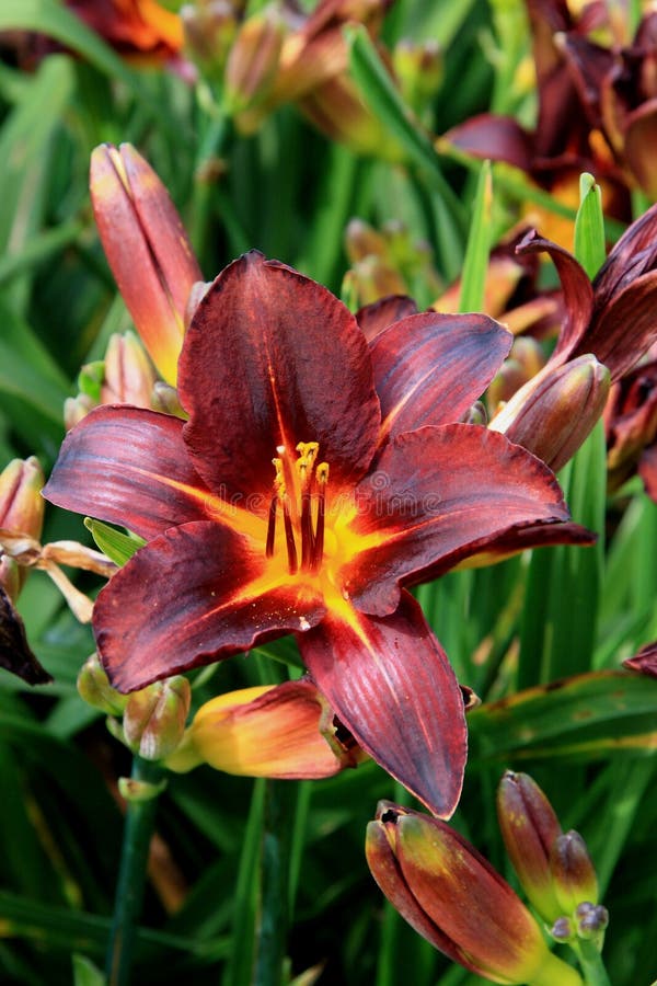 9,091 Hemerocallis Stock Photos - Free & Royalty-Free Stock Photos from ...