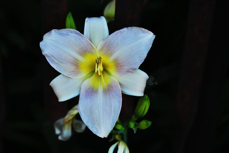 Hemerocallis rosa fotografia stock libera da diritti Hemerocallis rosa fotografia stock libera da diritti