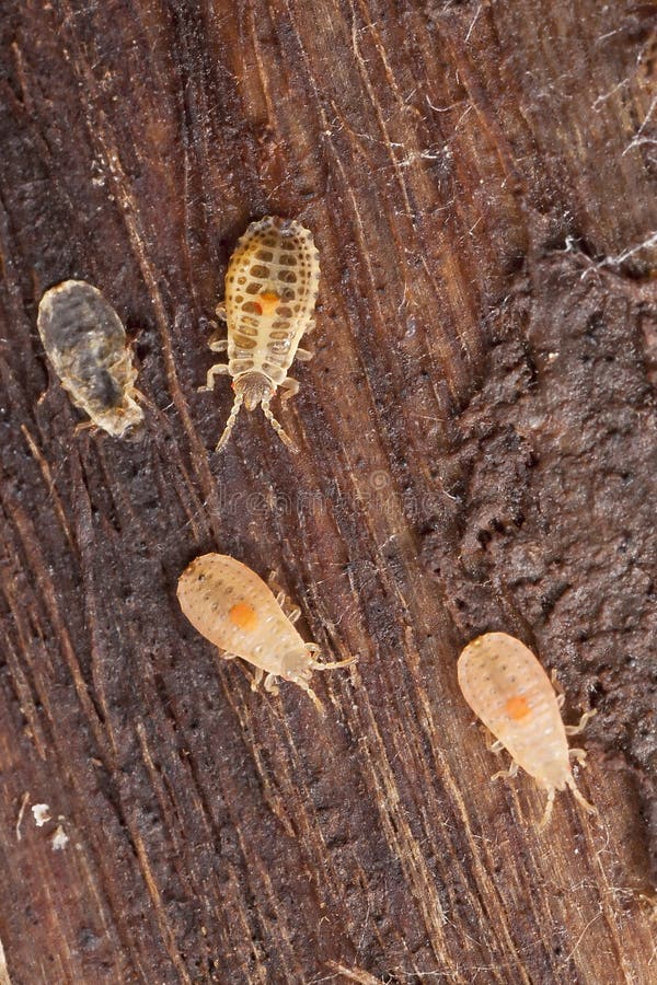 Hemipteron larvae sitting on wood