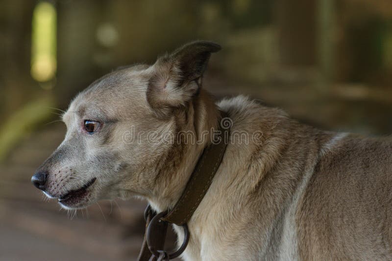 Hemlös Hund I Hund Adoptionscentrum Med Hopp Om Att Hitta Ett Hem Arkivfoto - Bild av omsorg, begrepp: 235510022