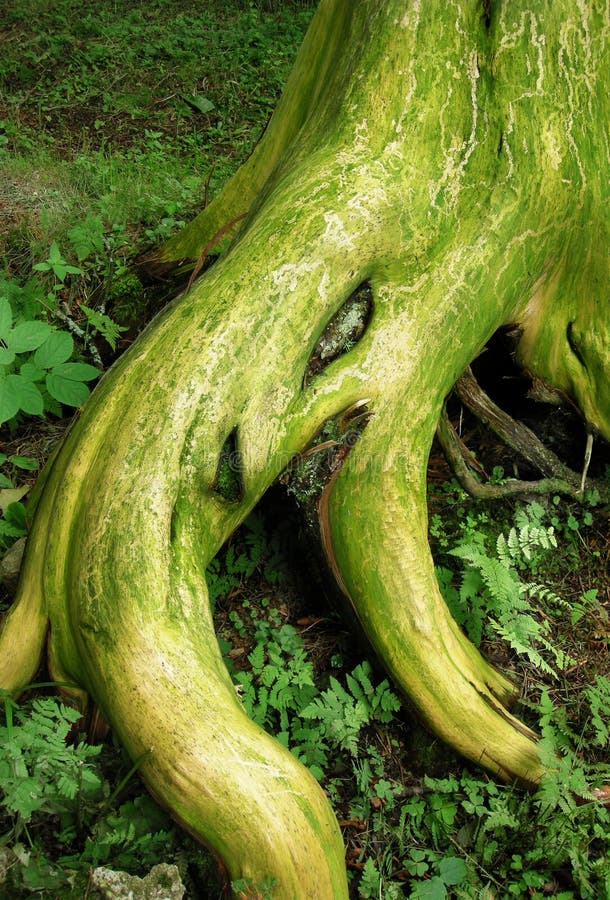 Hemlock tree stump