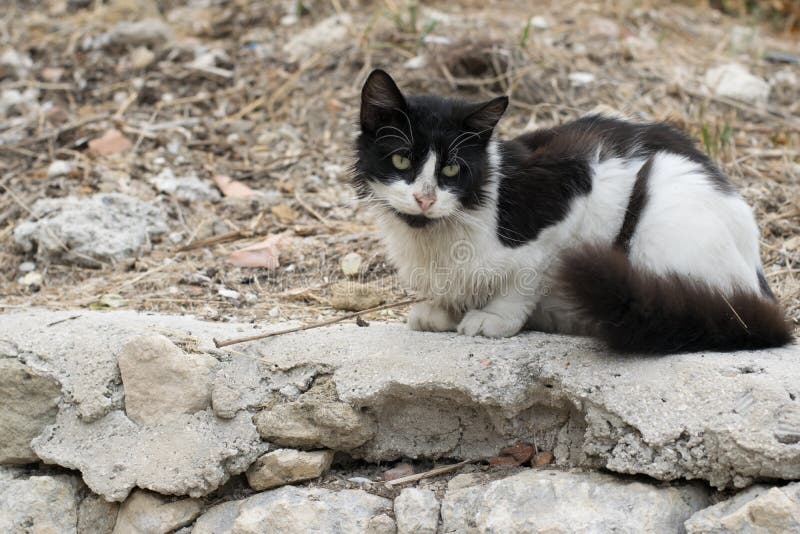 Hemlös katt, övergiven kattunge, tillfällig kattunge i en gata fotografering för bildbyråer