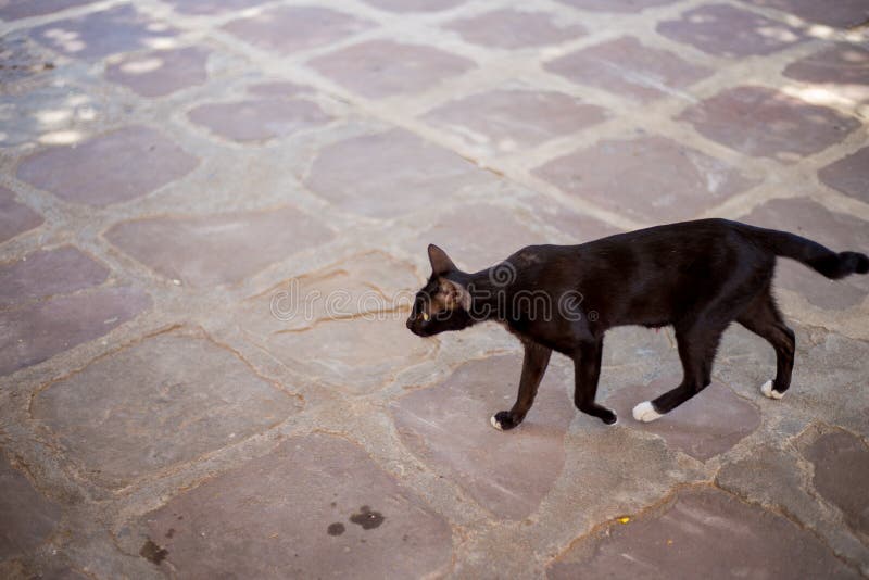 Homeless and poor black cat finding food, very thin cat. Homeless and poor black cat finding food, very thin cat