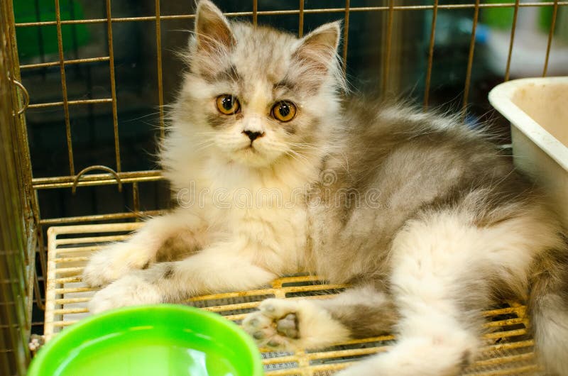 Homeless animals. Kitten looking out from behind the bars of his cage. Homeless animals. Kitten looking out from behind the bars of his cage.