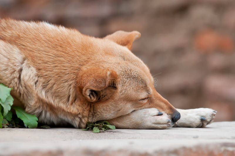 Homeless dog on the streets of Kathmandu, Nepal. Homeless dog on the streets of Kathmandu, Nepal