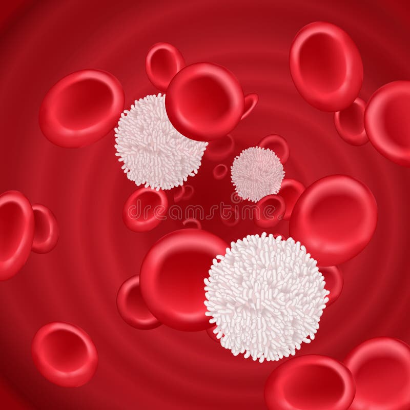 Hemoglobin and White Blood Cells Lymphocytes in Blood Plasma Vector