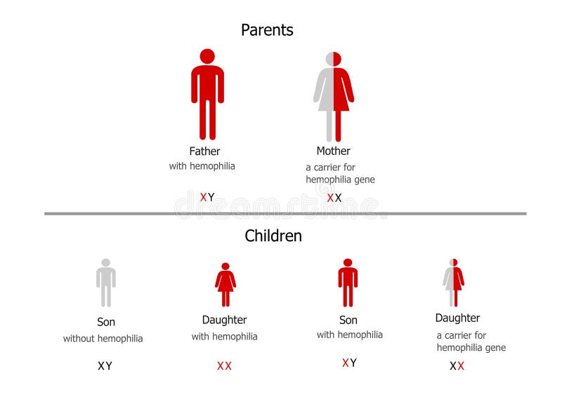 Hemophilia Inheritance Chart