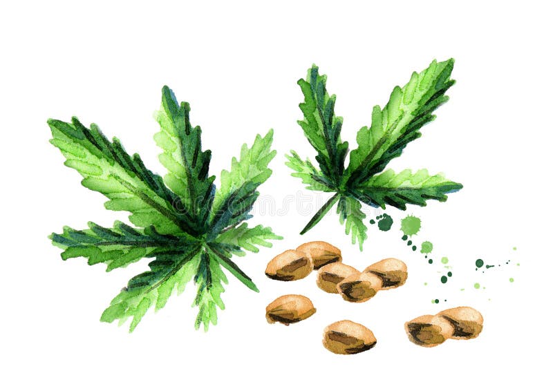 hemp ilustração do vetor hemp ilustração do vetor