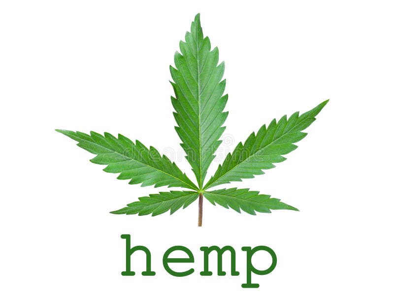 Hemp Icon From Nature Outline Collection. Thin Line Hemp Icon Isolated