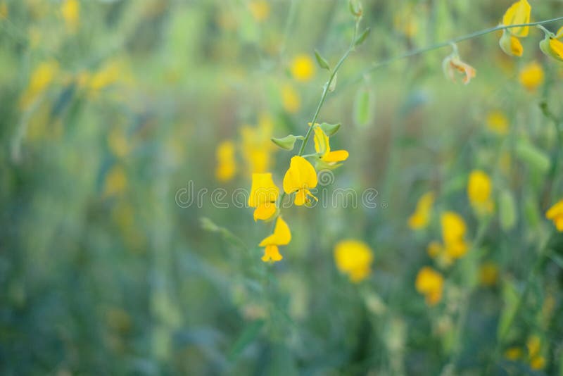 Hemp Flowers and Green Background, Trang Stock Image - Image of ...