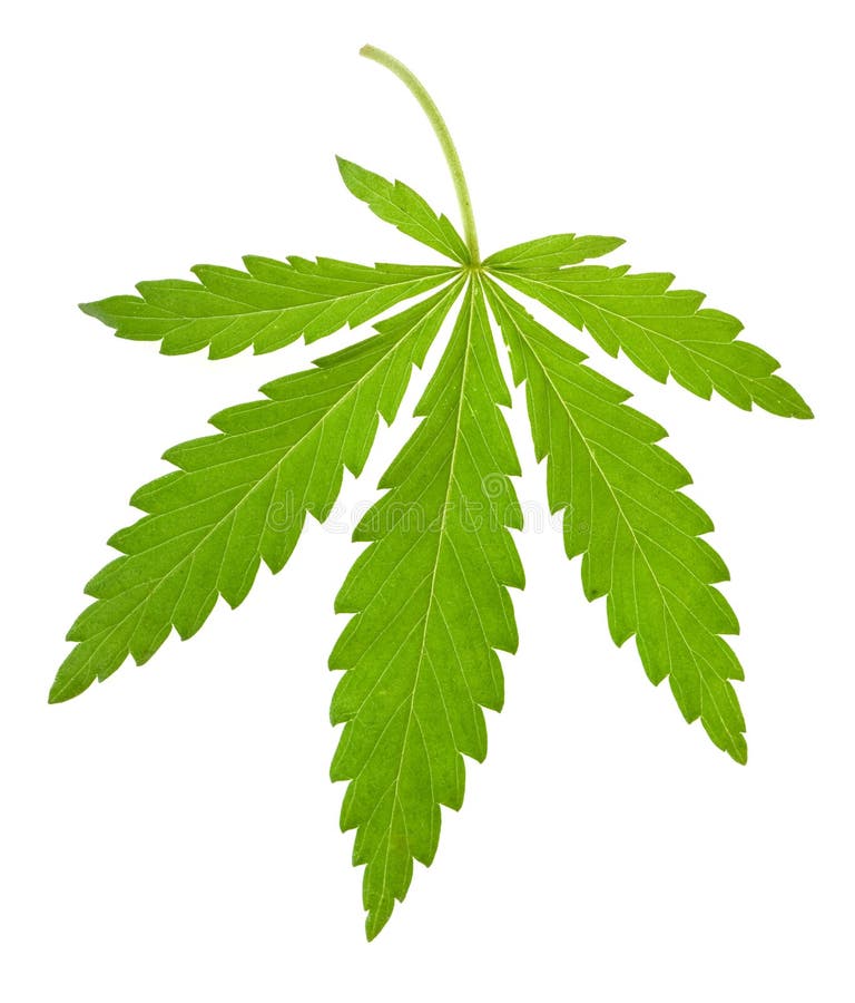 Hemp leaf isolated stock image. Image of medicinal, grass 9854037