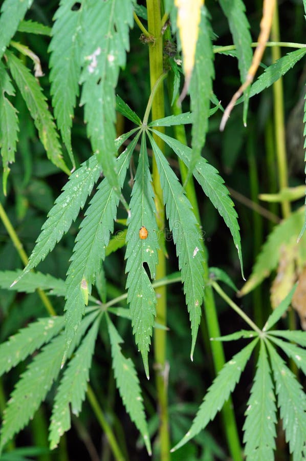 Hemp leaves stock image. Image of gesturing, leaving 10730407