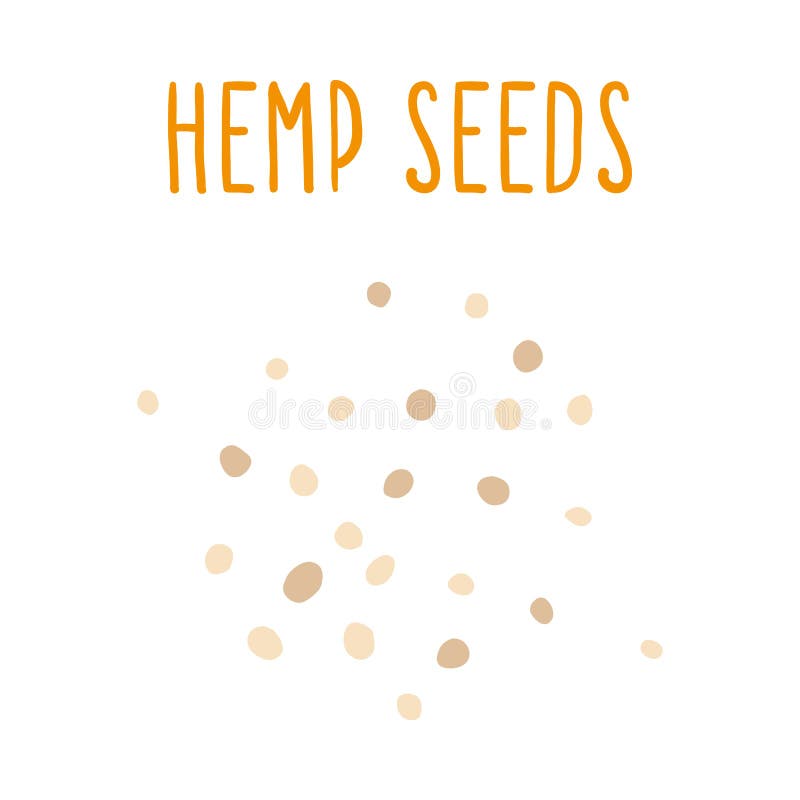 Hemp seeds stock vector. Illustration of diet, grass 50464118