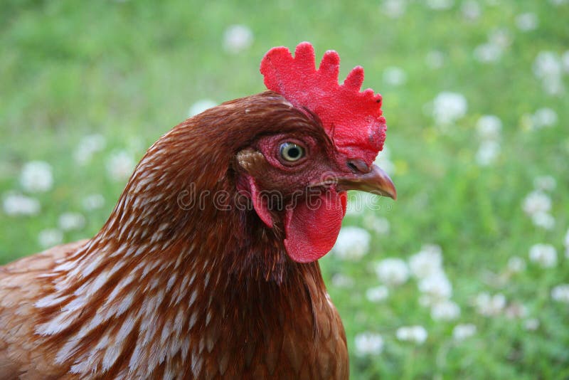 Hen stock image