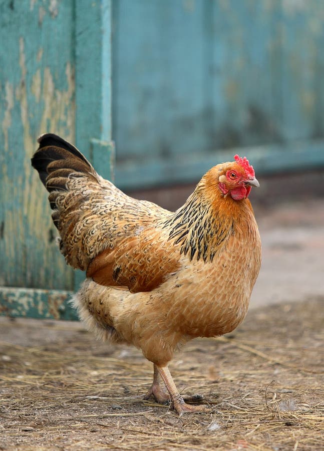 La gallina che cammina sulla sabbia.