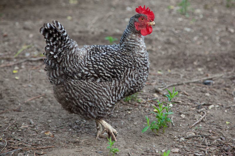 Hen stock photos