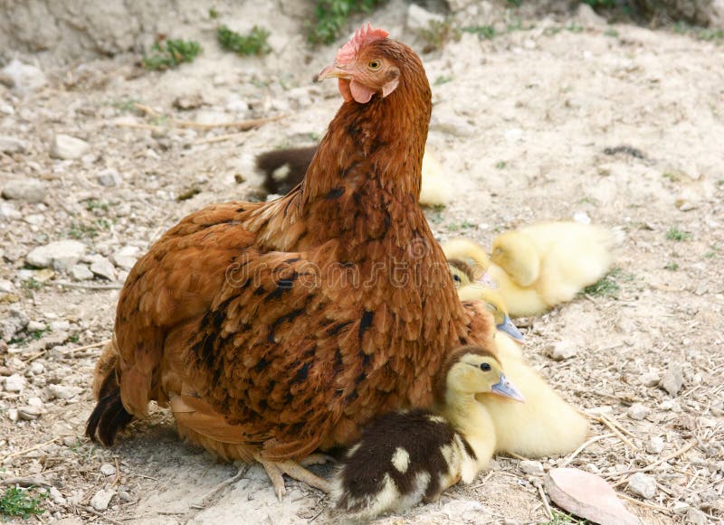 Hen and baby ducks