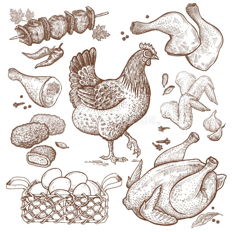 Chicken meat set of vector hand-drawn sketch, the types of the body parts  of the chicken fillets, wings, ham, set isolated on white backgroun - Stock  Image - Everypixel