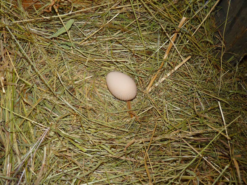 Hen Chicken Egg in Hay Nest auf kleinem Bauernhof stockbild Hen Chicken Egg in Hay Nest auf kleinem Bauernhof stockbild