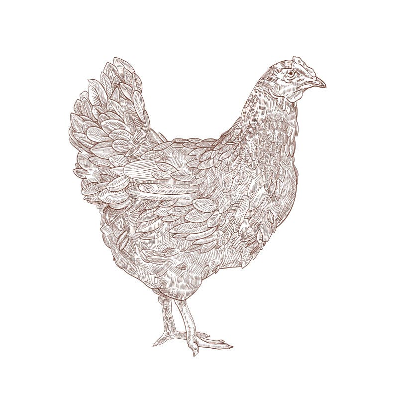 Cute Chicken Drawing 45 Photos  WONDER DAY  Coloring pages for children  and adults