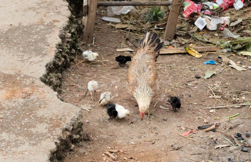 Hen with Chicken in Madagascar, Africa Stock Photo Image of animal
