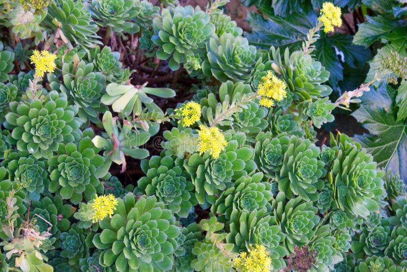 Hen and Chicks succulents stock photo. Image of succulent - 69324316