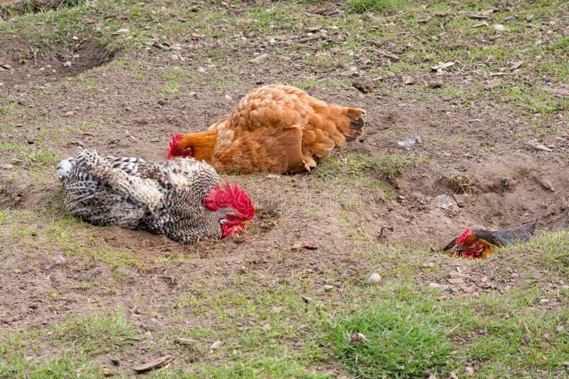 Hen and sunbathing stock image. Image of rooster, plumage 69005251