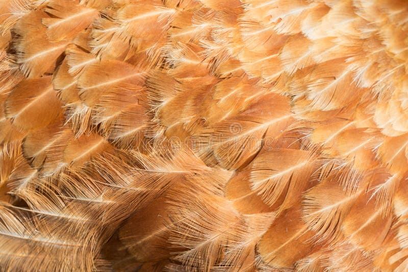 Hen feathers detail stock photos
