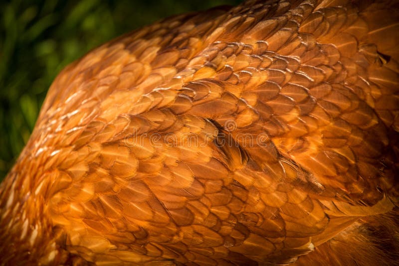 Hen feathers detail royalty free stock photo