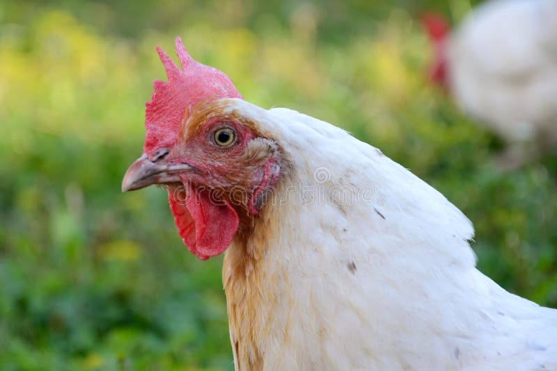 Hen in the grass