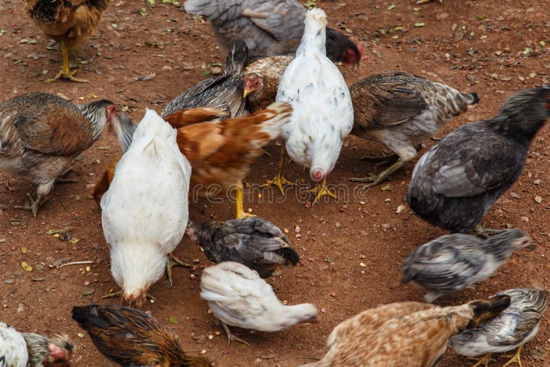 Hen Group Eating from a Rustic Farm Stock Image Image of poultry