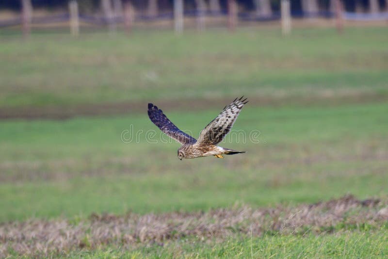 Hen harrier hunting stock photo. Image of northern, autumn 104873014