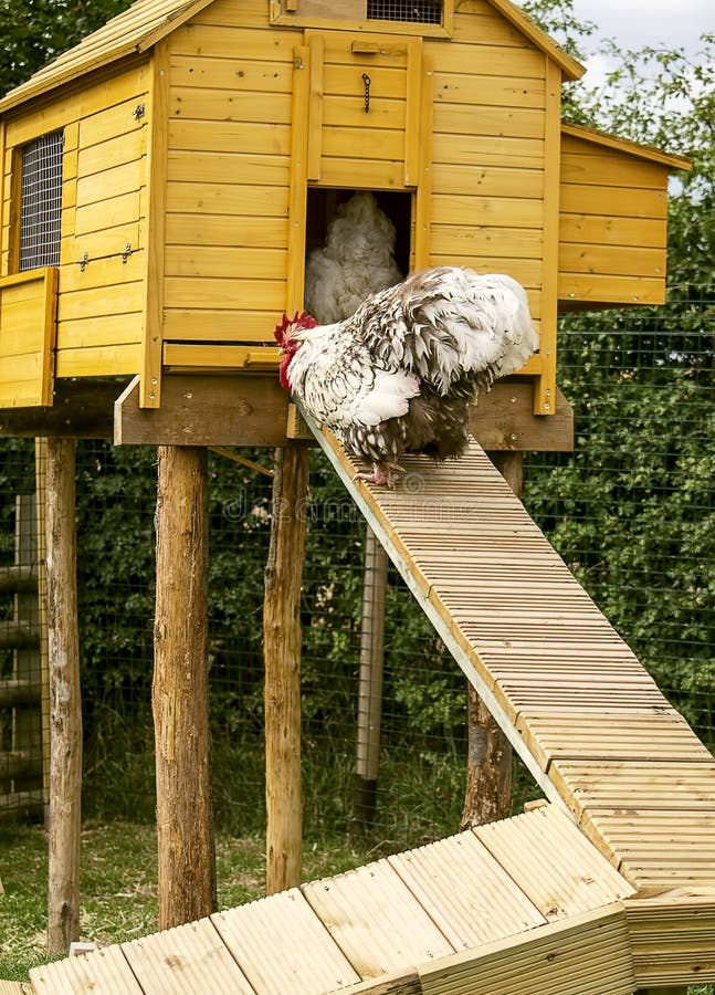 Hen House Stock Photo - Image: 43392776