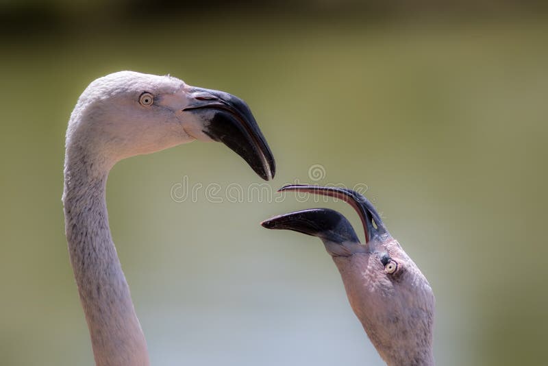 Hen-pecked husband. Male flamingo bird being nagged. royalty free stock image