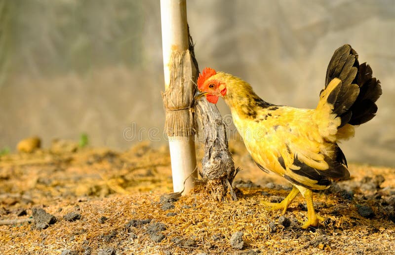 Young chicken in pen stock image. Image of equipment 96471441