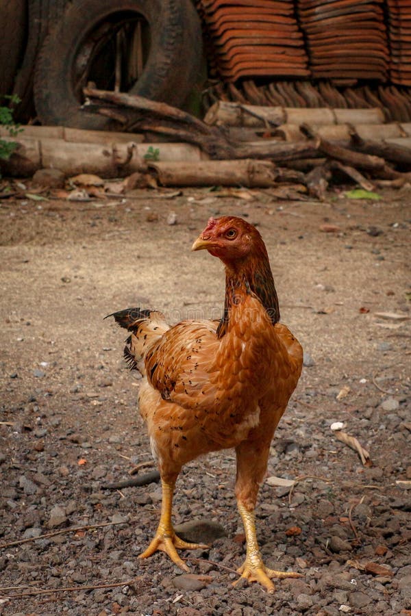 The Yellow Hen stock image. Image of close, sunny, rural - 267186453