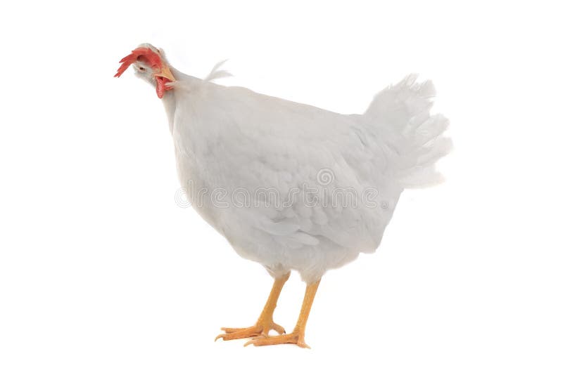 Hen