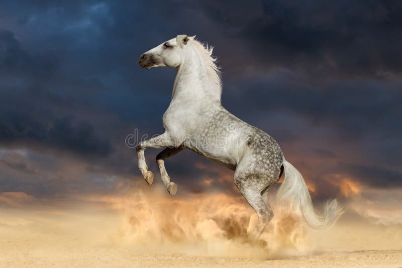 Hengst, der oben aufrichtet lizenzfreies stockfoto Hengst, der oben aufrichtet lizenzfreies stockfoto