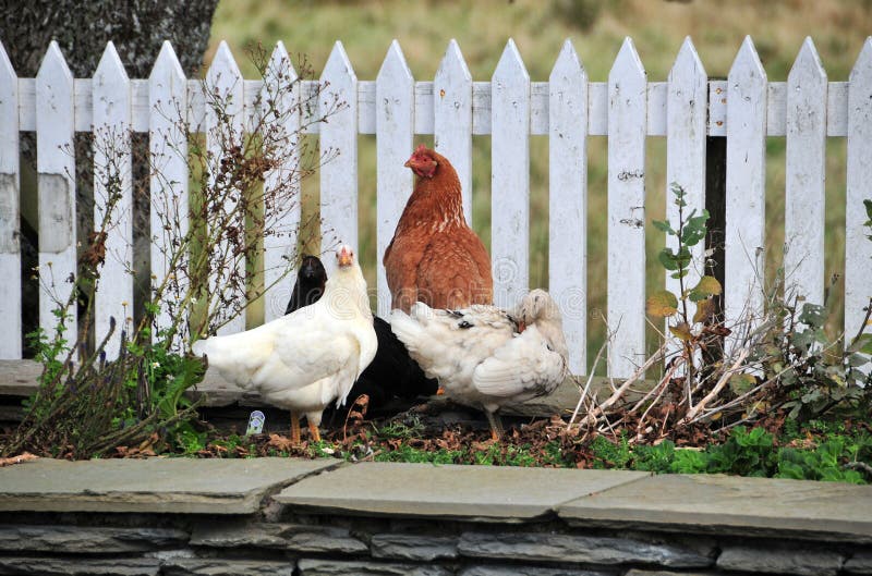 Henne und Enten durch einen Zaun